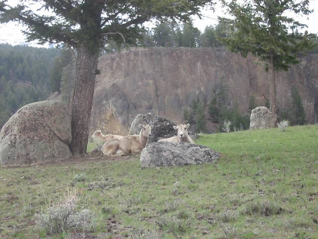 female goats specimen ridge