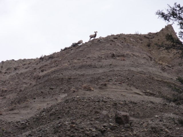 ram on ridge