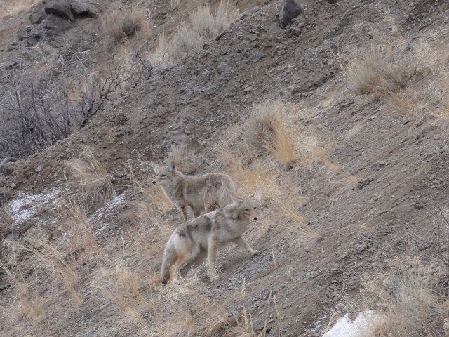 two coyotes