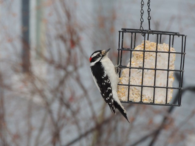 this guy was no challenge: he was attached to the suet feeder for days!