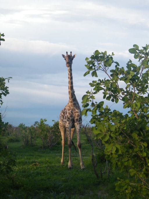 When I get good, I'll go to Botswana and get a photo like this. 