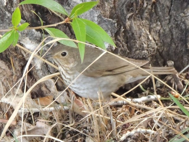 I bet she can't see me under this leaf. 