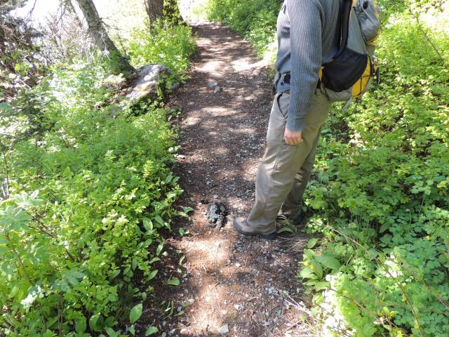 Does a bear poop in the woods? No! On the trail! 