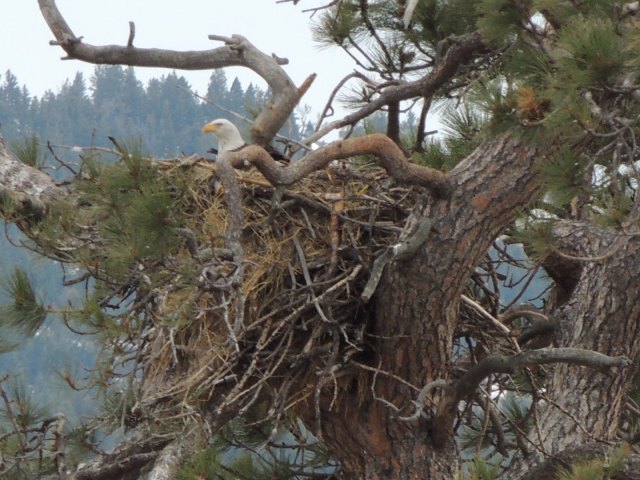 Mom on the nest in April