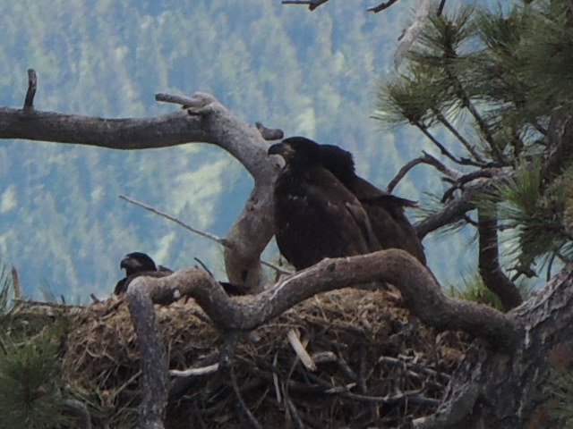 Three eaglets in the nest last week