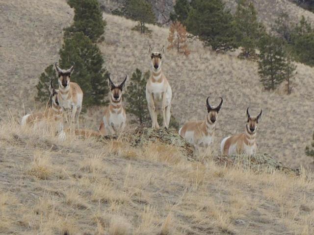 We see you too.  We ain't birds, but we see you, that's for sure.  