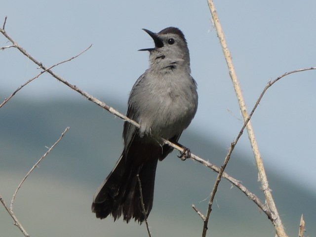 To be or not to be...