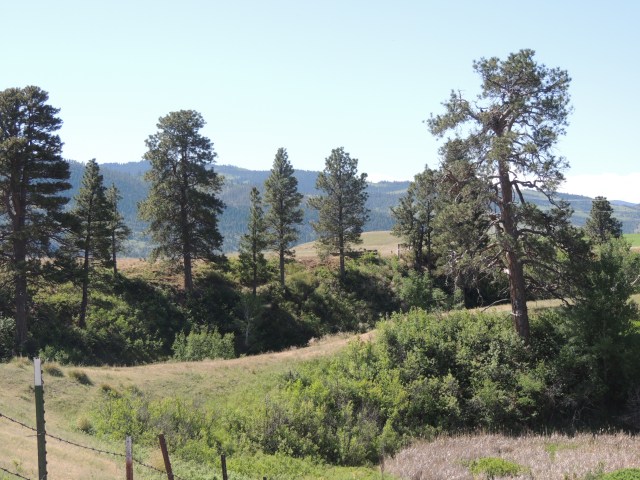 The Craig nest is in the old Ponderosa pine on the right.