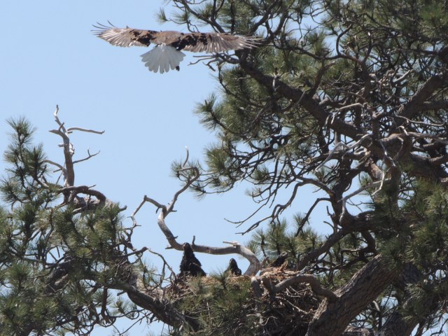 Parent returning to Craig nest.