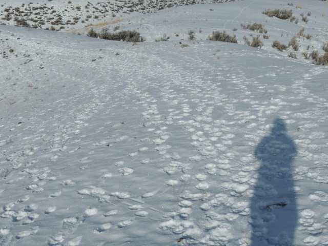 All wolf tracks.  