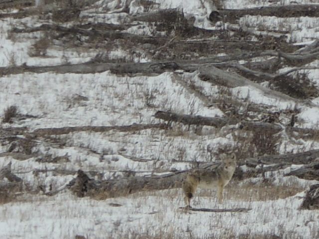 camo coyote 3