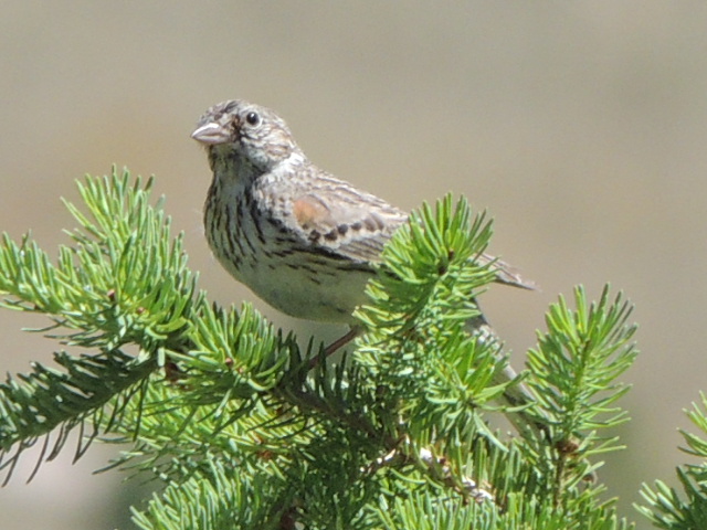 Vesper Sparrow
