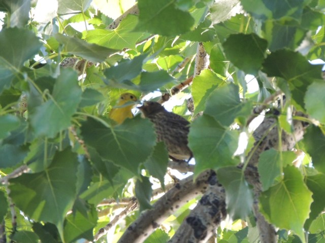 Warbler and cowbird (1)