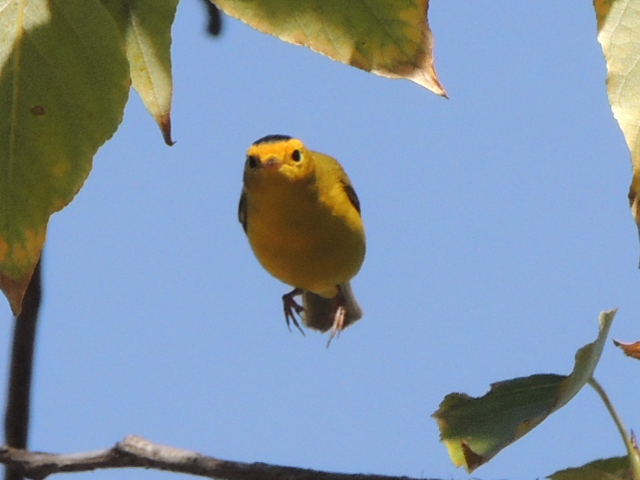 Wilson's Warbler